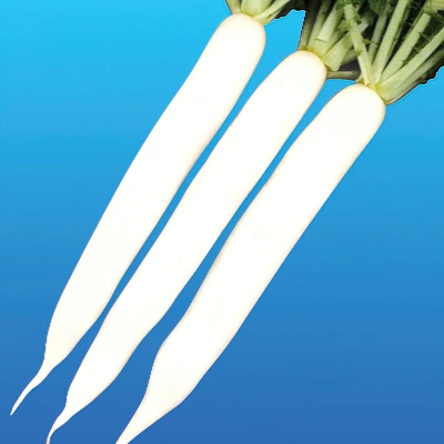 ecogene-radish-ecoxl