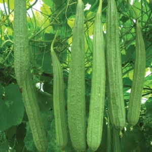 Ridge Gourd- Beta412