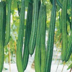 Ridge Gourd - Sonali