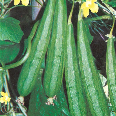 ecogene-satputia-satputia