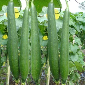 Sponge Gourd- AR1
