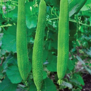 Sponge Gourd - Roshan