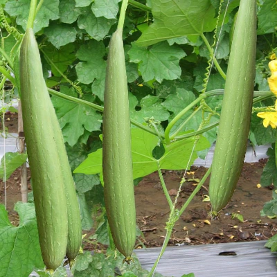 ecogene-spongegourd-selection