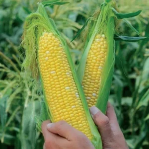 Sweetcorn - Eco Sweet