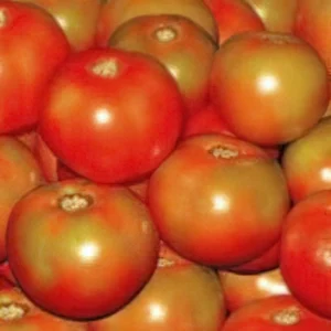 Tomato-Desi105