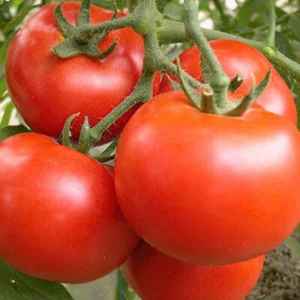 Tomato-Red Apple